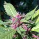 Weed Reviews