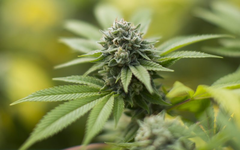 Weed Reviews