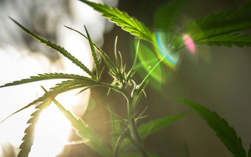 Weed Reviews