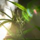 Weed Reviews