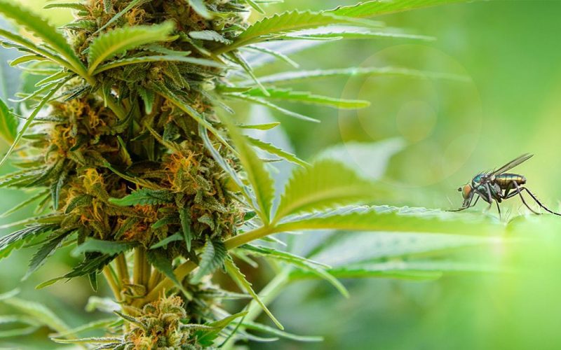 Weed Reviews