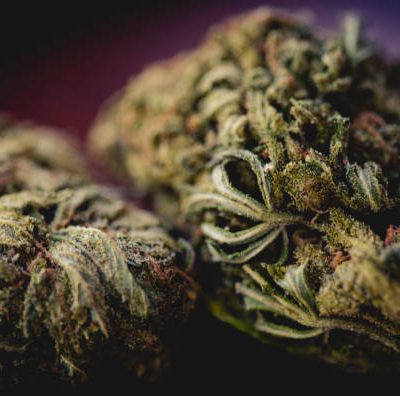Cannabis Strains