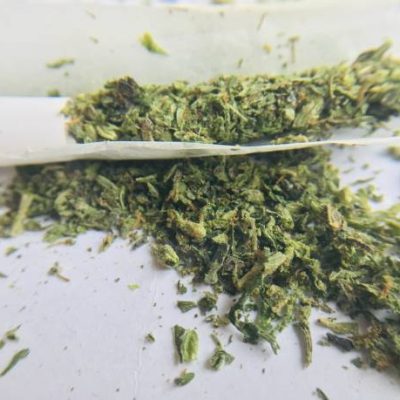 Cannabis